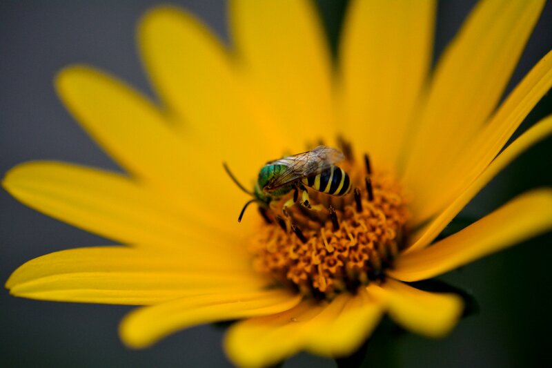 Bee on Yellow Flower — Calm, Photograph, Insect