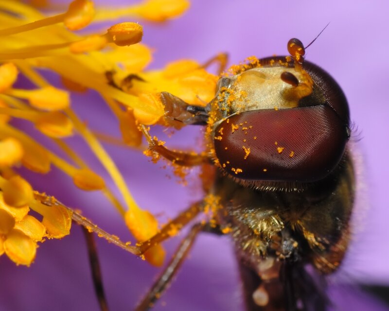 Bee on Yellow Flower — Calm, Photograph, Pollen