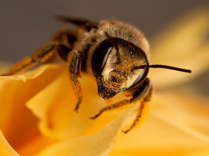 Bee on Yellow Flower — Calm, Photograph