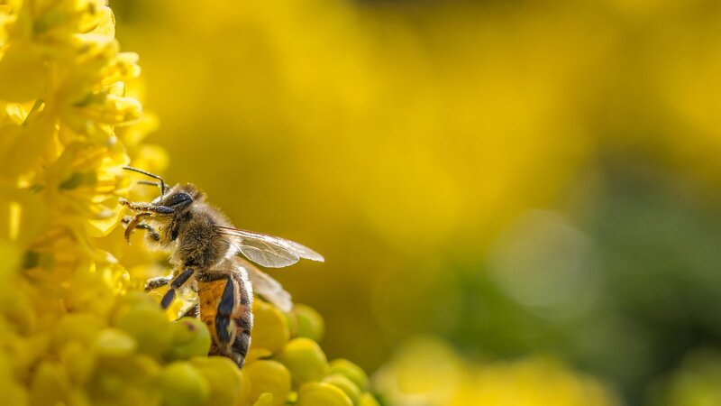 Bee on Yellow Flower — Calm, Spring, Photograph