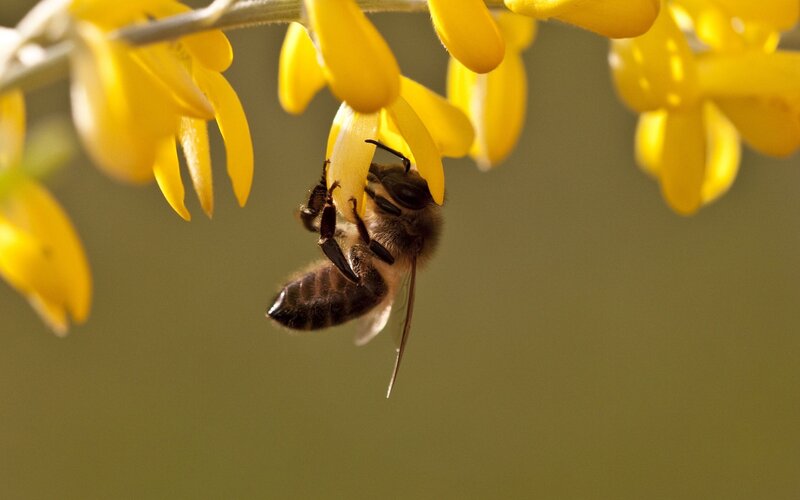 Bee on Yellow Flower — Calm, Spring