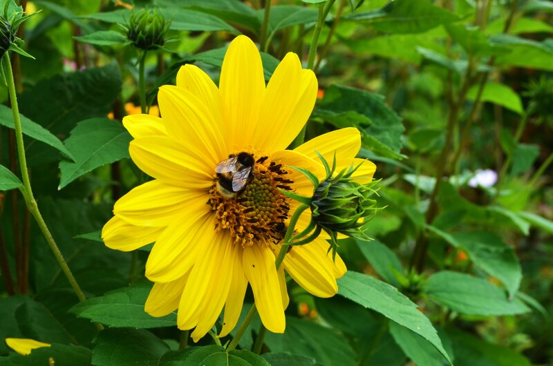 Bee on Yellow Flower — Calm, Summer