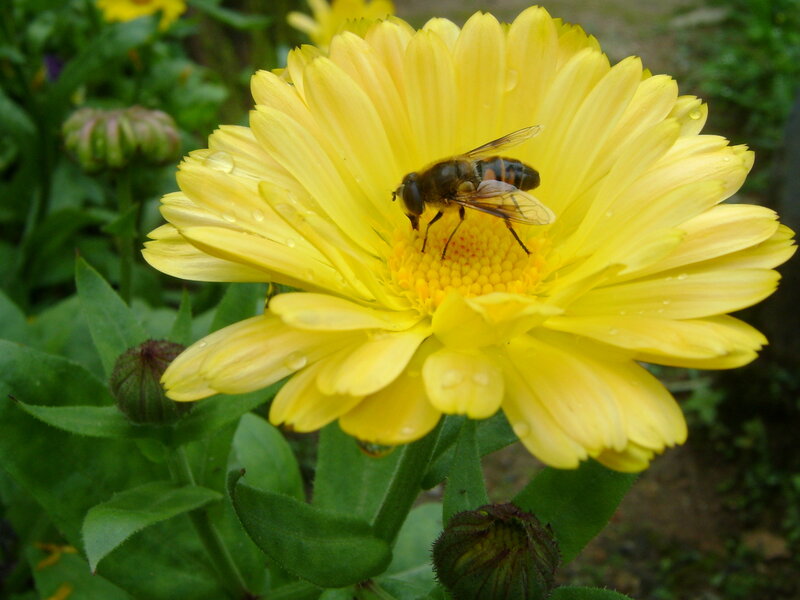 Bee on Yellow Flower — Calm