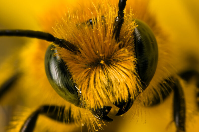 Bee on Yellow Flower — Close-up
