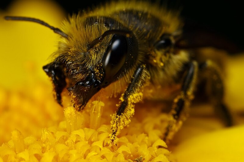 Bee on Yellow Flower — Focused