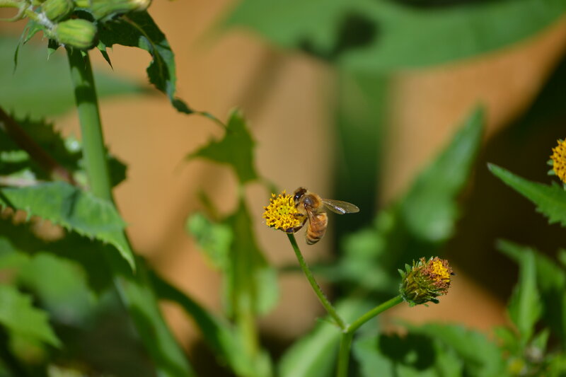 Bee on Yellow Flower — Green, Calm