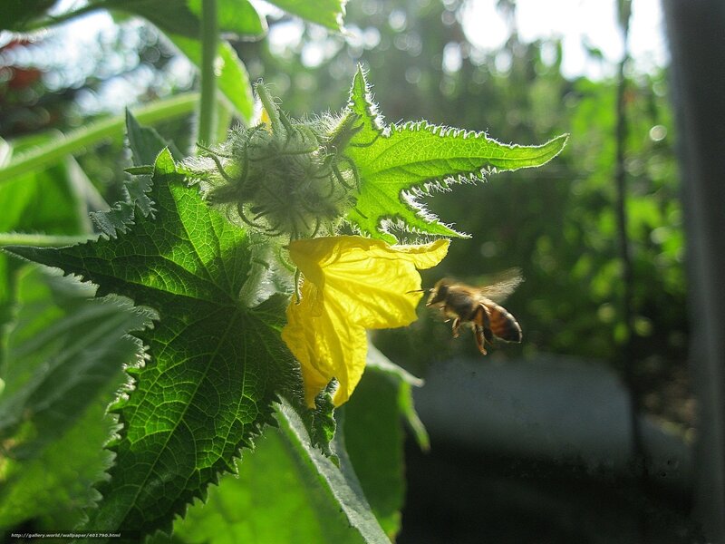 Bee on Yellow Flower — Green, Natural