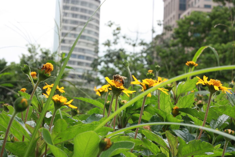 Bee on Yellow Flower — Green