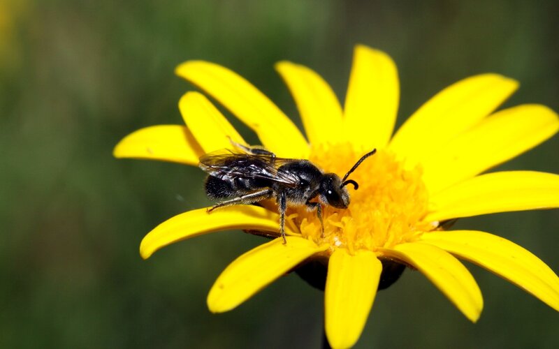 Bee on Yellow Flower — Natural, Afternoon, Photograph, Insect, Black, Green