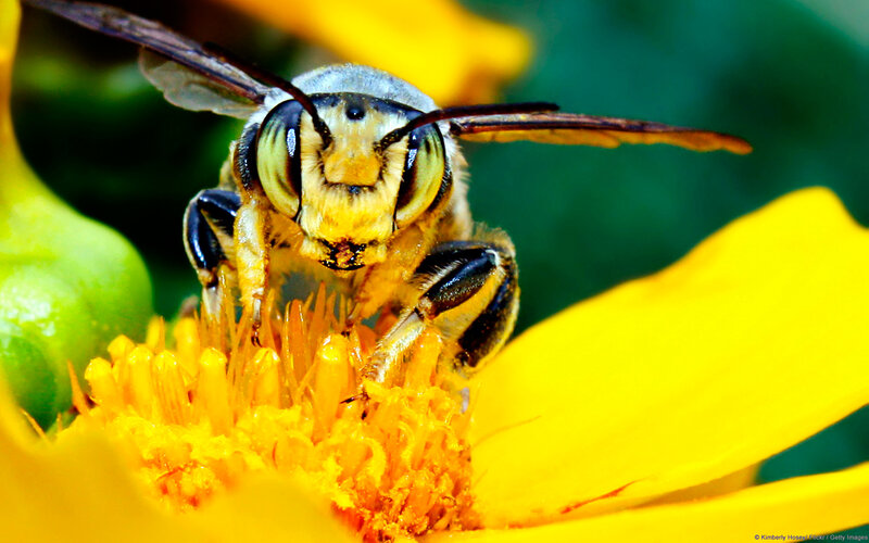 Bee on Yellow Flower — Natural, Afternoon, Photograph, Insect, Green Leaf, Green, Black