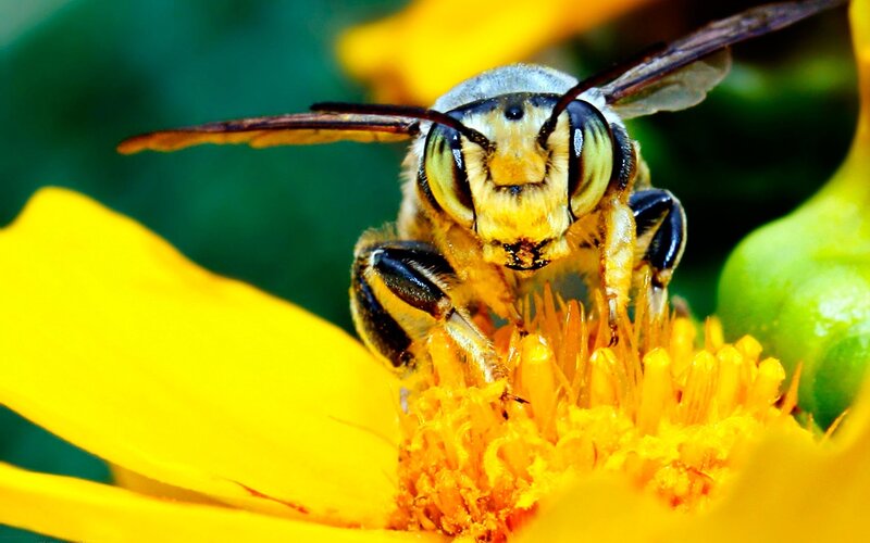 Bee on Yellow Flower — Natural, Afternoon, Photograph, Insect, Green Leaf