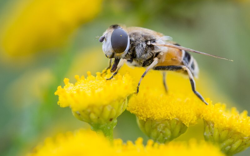 Bee on Yellow Flower — Natural, Afternoon, Photograph, Insect, Green