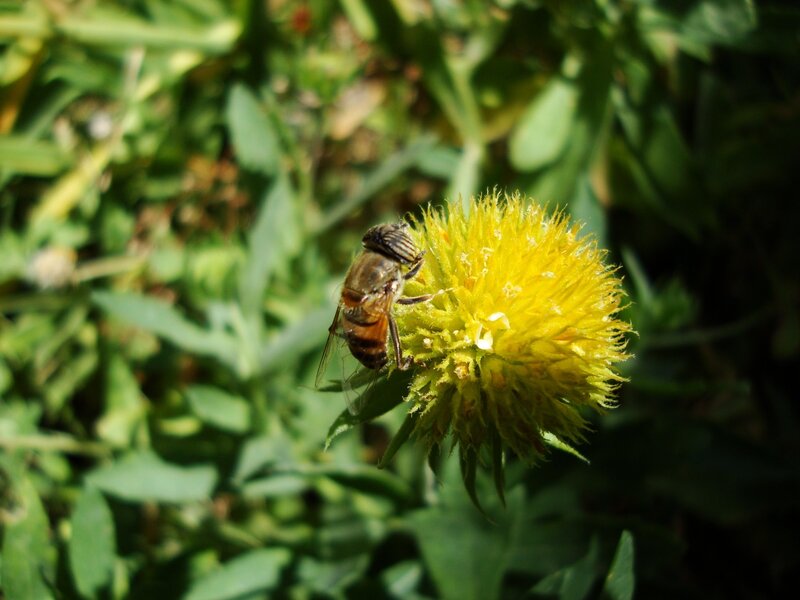 Bee on Yellow Flower — Natural, Afternoon, Photograph, Insect, Leaves, Green