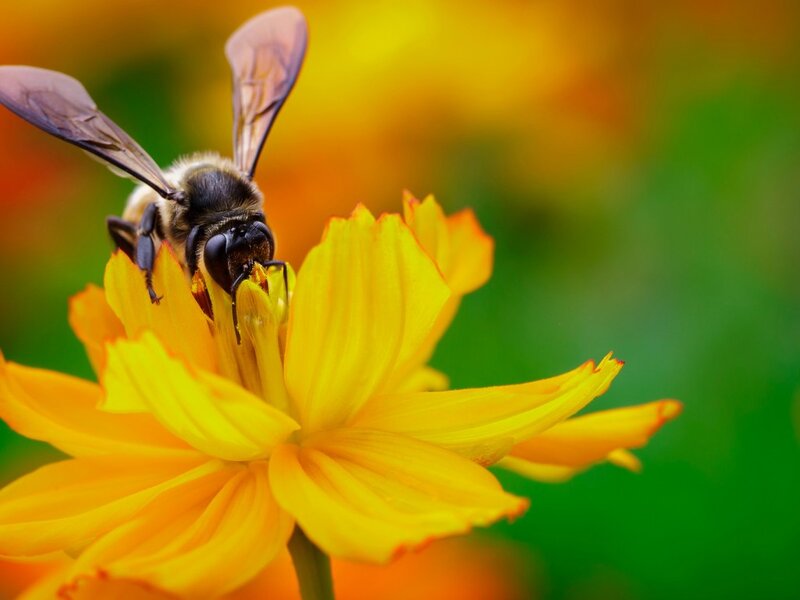Bee on Yellow Flower — Natural, Afternoon, Photograph, Insect, Pollen