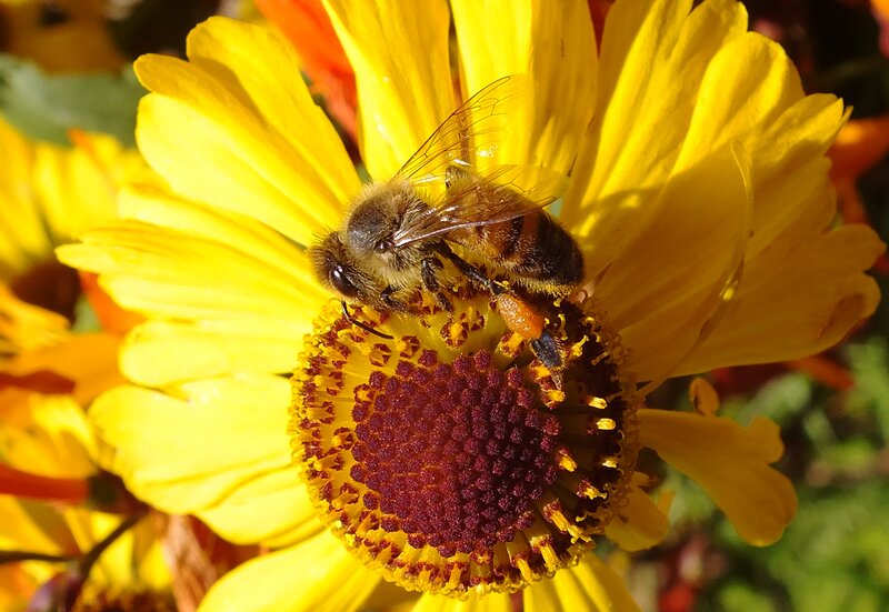 Bee on Yellow Flower — Natural, Afternoon, Photograph, Insect, Sunlight