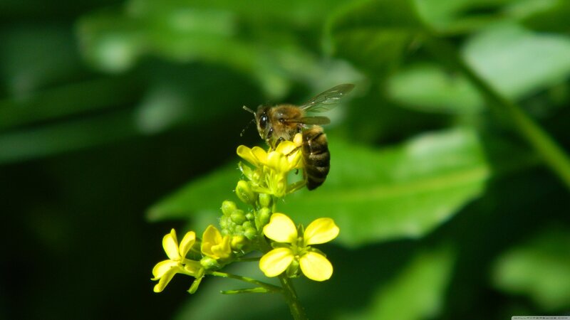 Bee on Yellow Flower — Natural, Afternoon, Photograph, Leaf