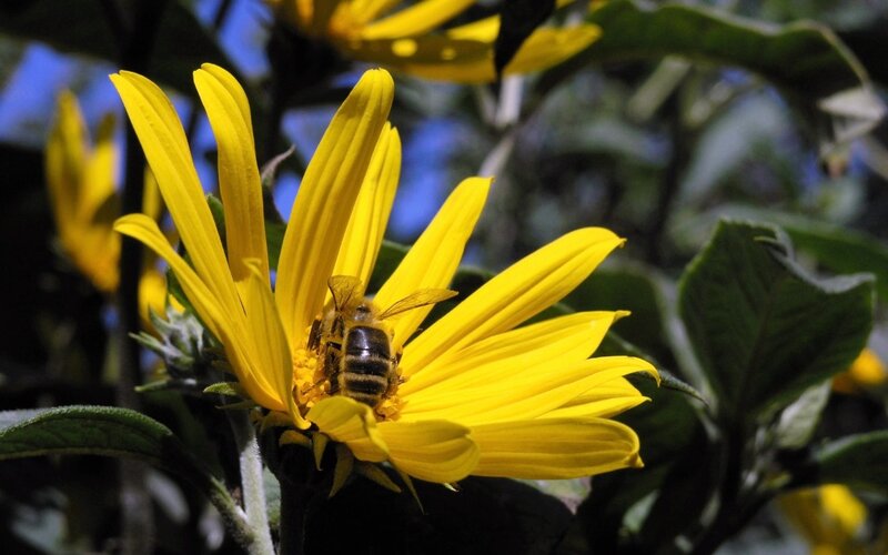 Bee on Yellow Flower — Natural, Afternoon, Photograph, Leaves