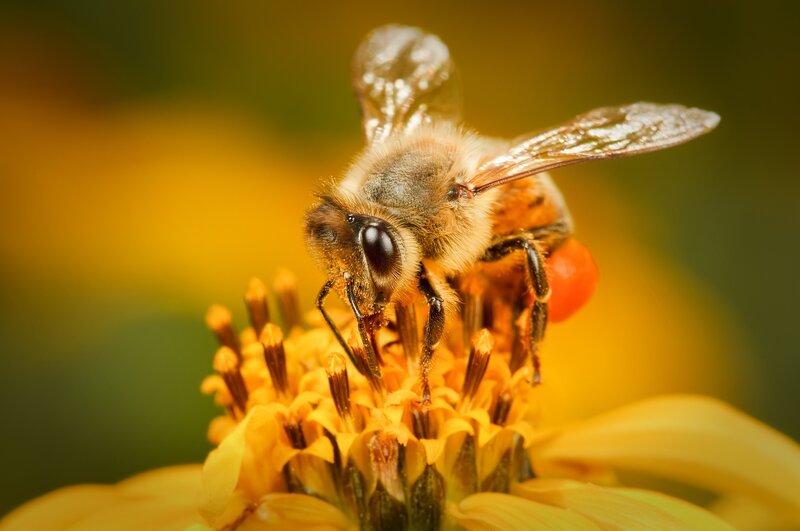 Bee on Yellow Flower — Natural, Afternoon, Photograph, Pollen, Insect