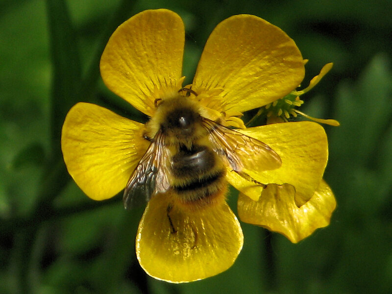 Bee on Yellow Flower — Natural, Afternoon