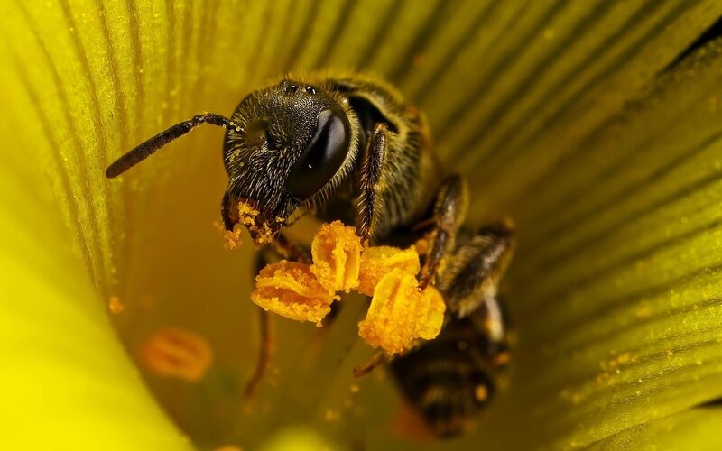 Bee on Yellow Flower — Natural, Photograph, Pollen