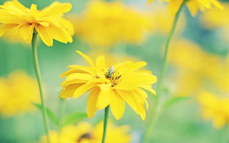 Bee on Yellow Flower — Serene, Afternoon