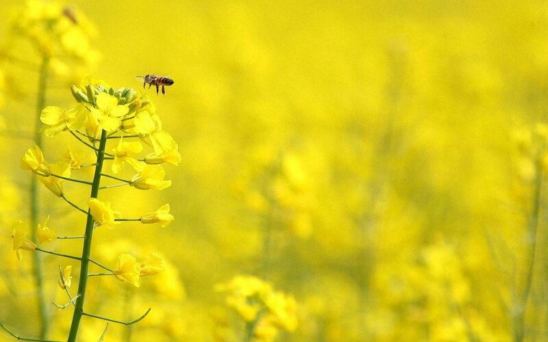 Bee on Yellow Flower — Serene, Spring, Photograph