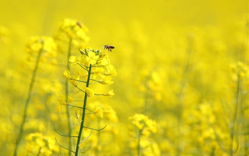 Bee on Yellow Flower — Serene, Spring
