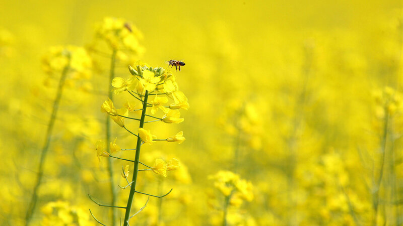 Bee on Yellow Flower — Serene
