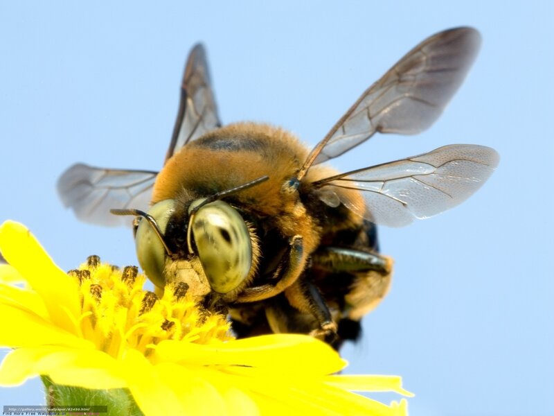 bee on yellow flower
