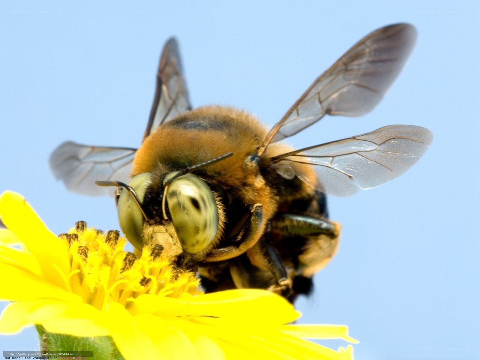 bee on yellow flower