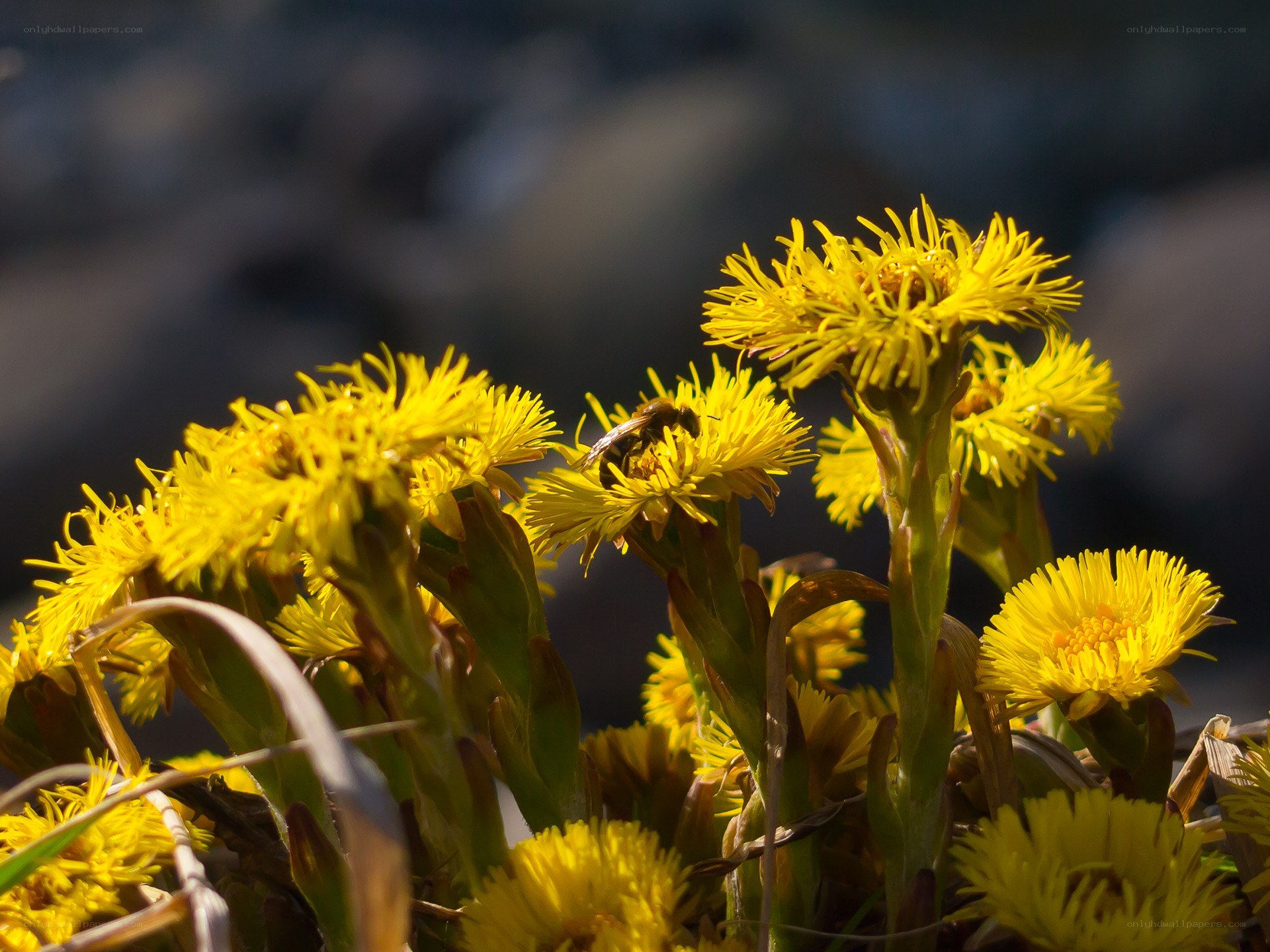 bee on yellow flowers