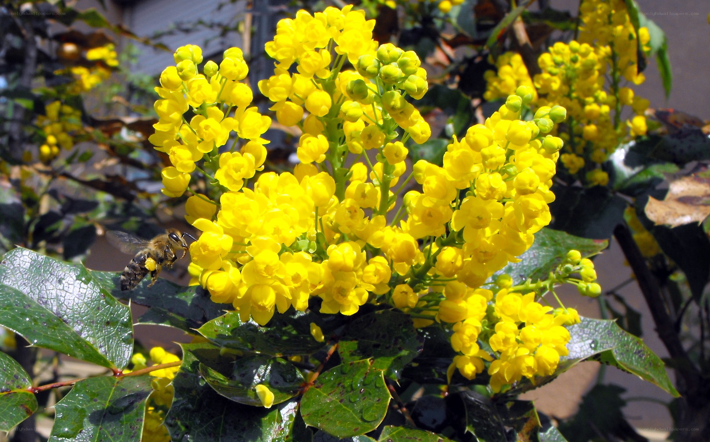 bee on yellow flowers