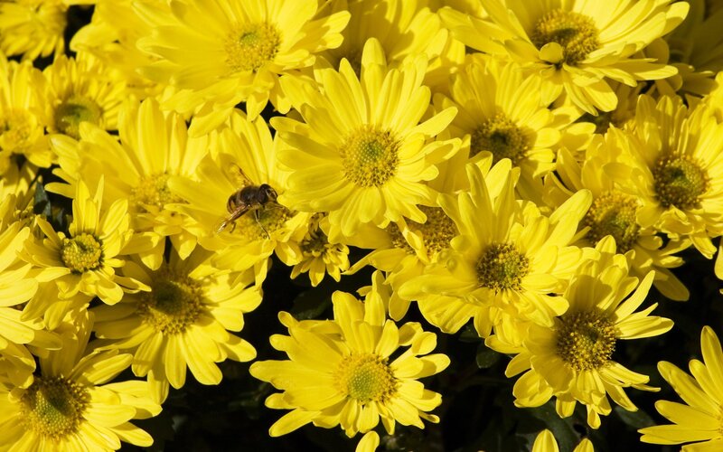 bee on yellow flowers
