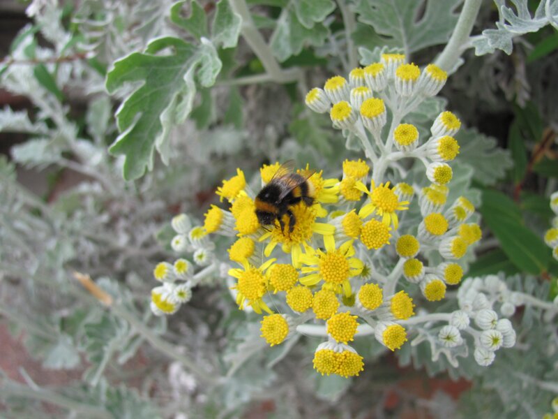 Bee on yellow flowers