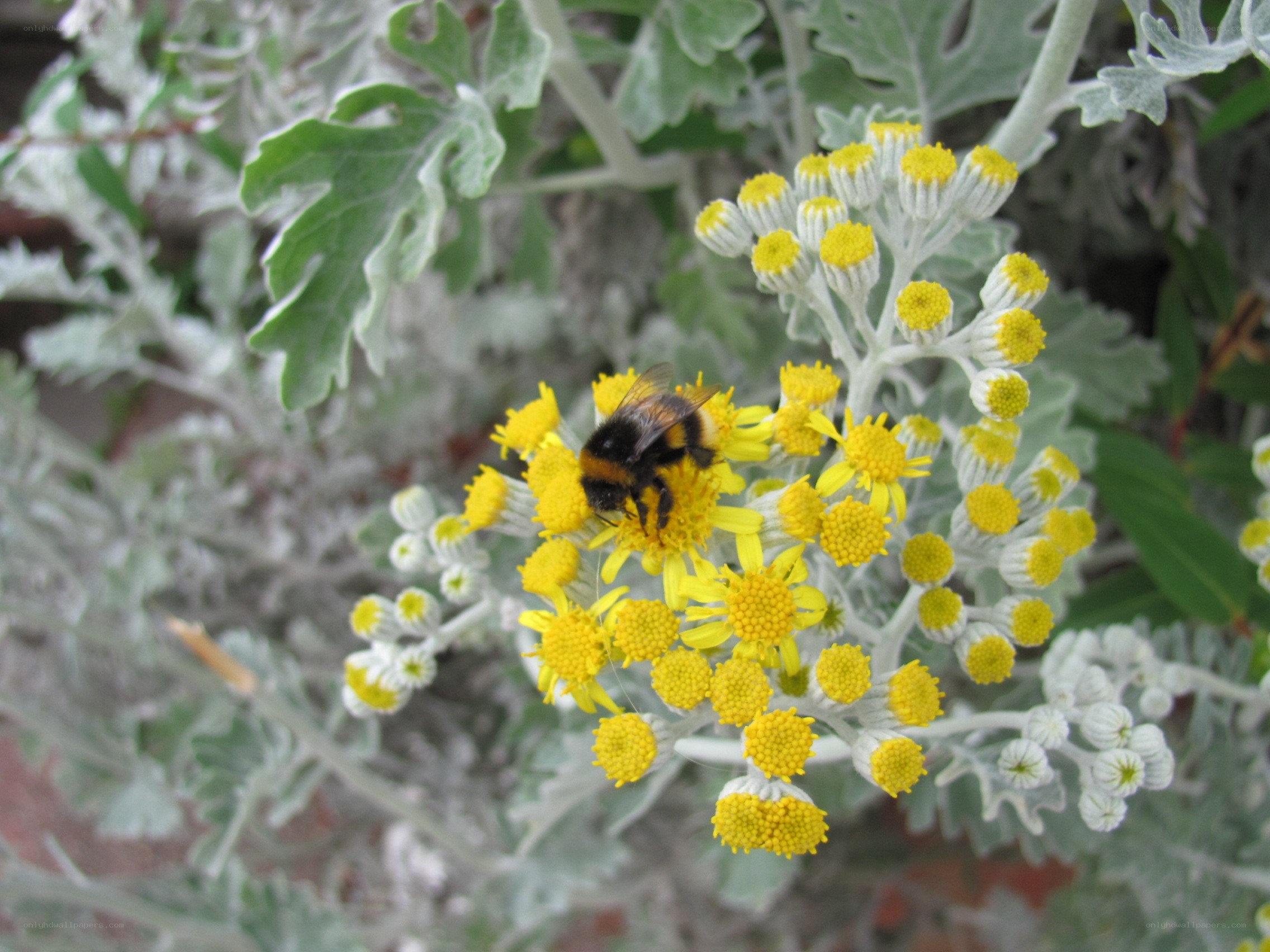 Bee on yellow flowers