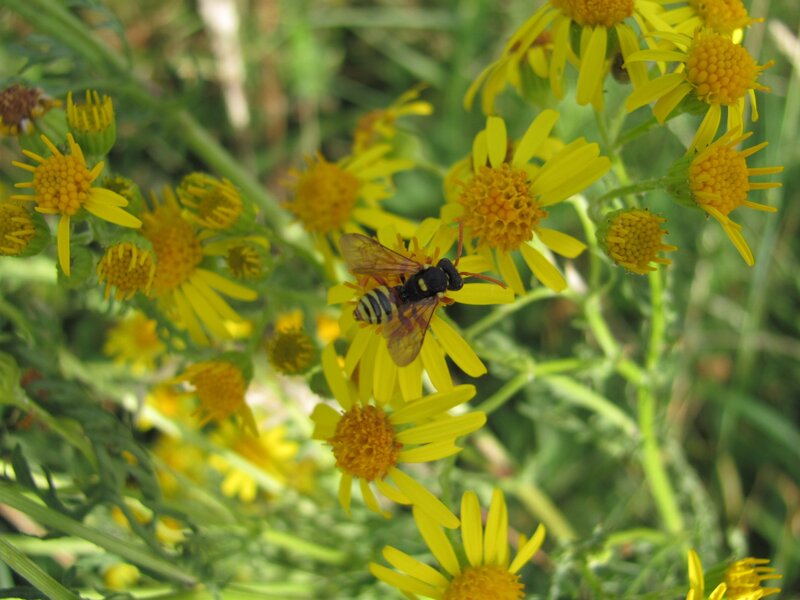 bee on yellow flowers