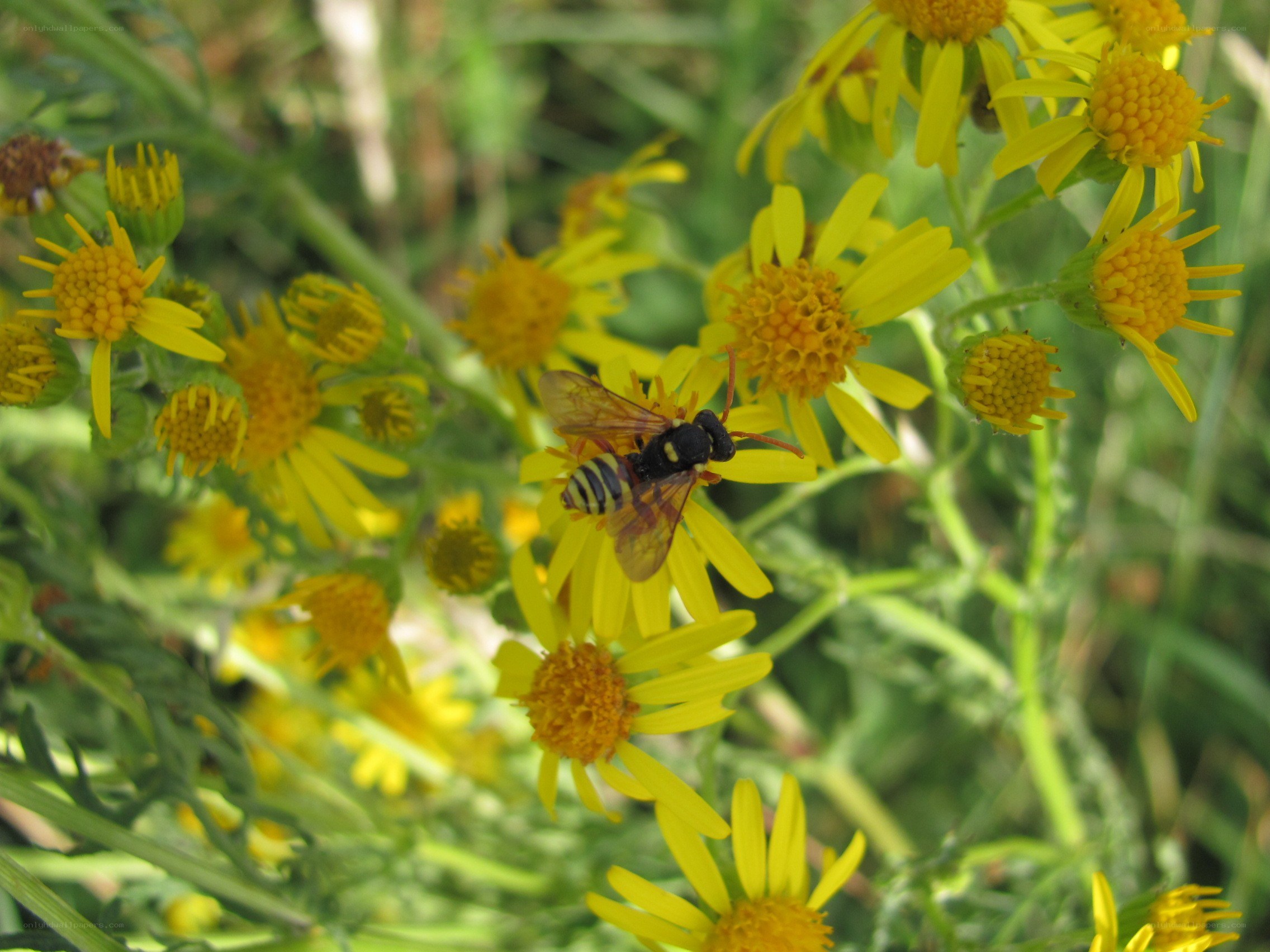 bee on yellow flowers