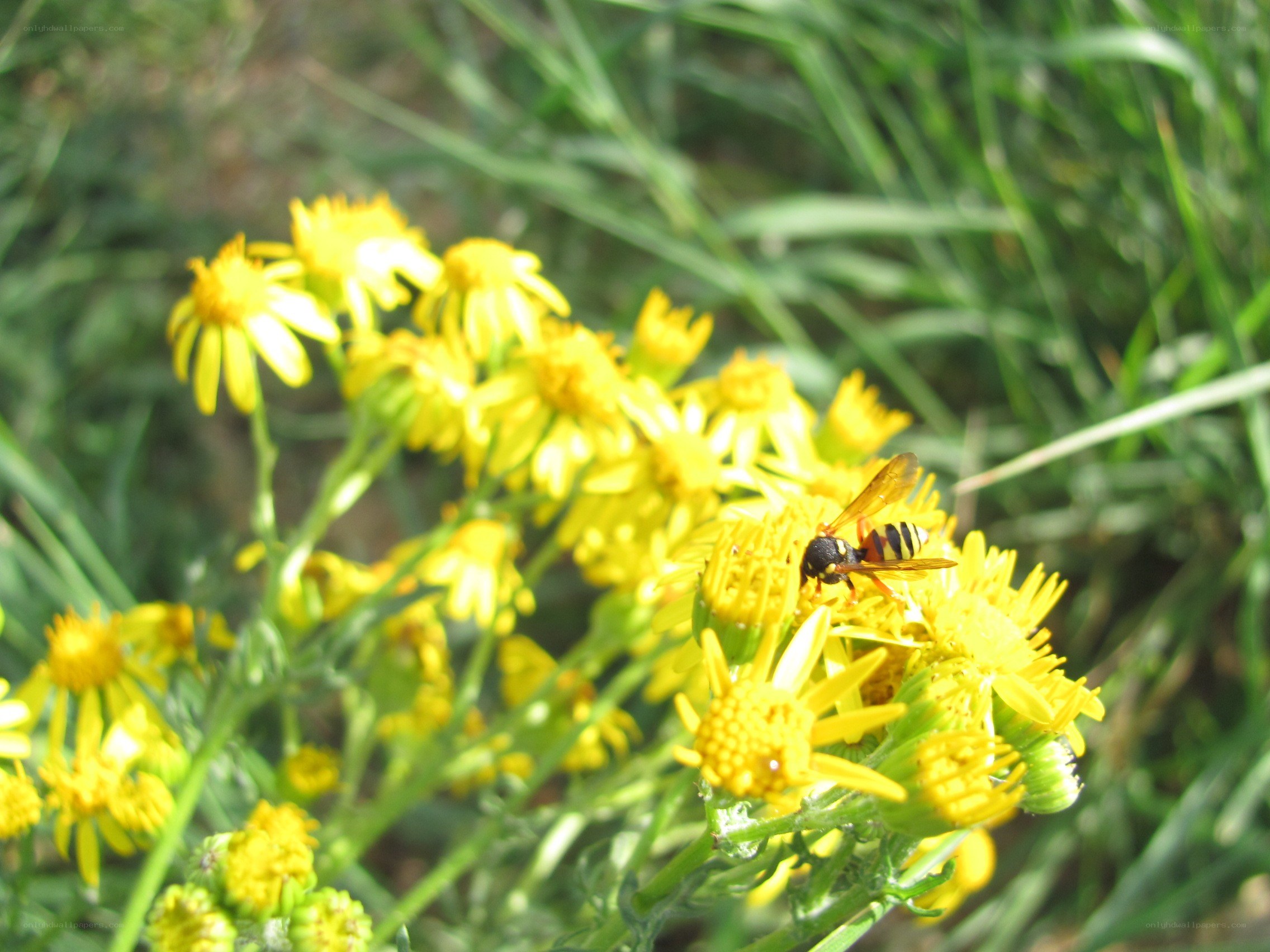 bee on yellow flowers