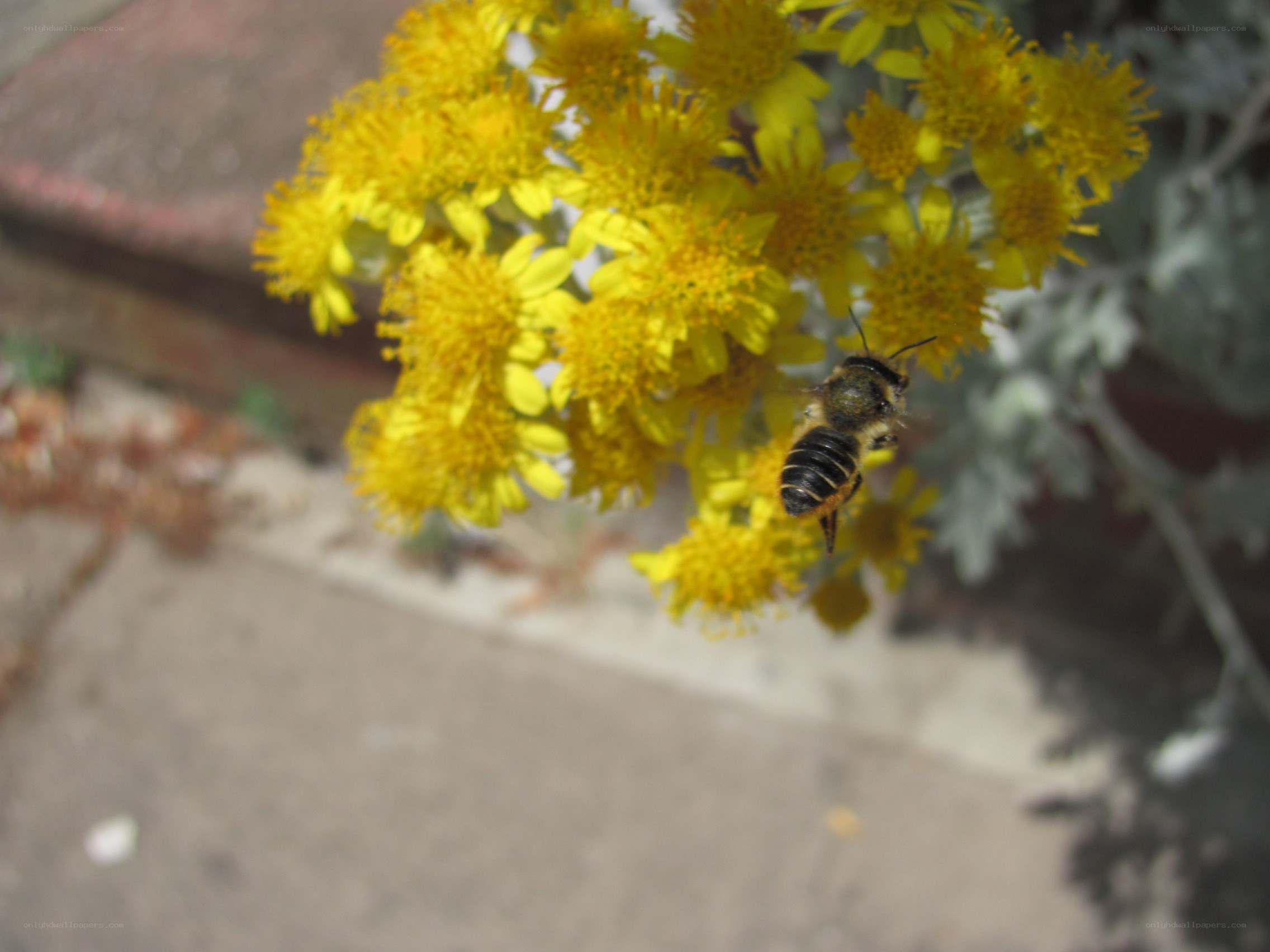 bee on yellow flowers