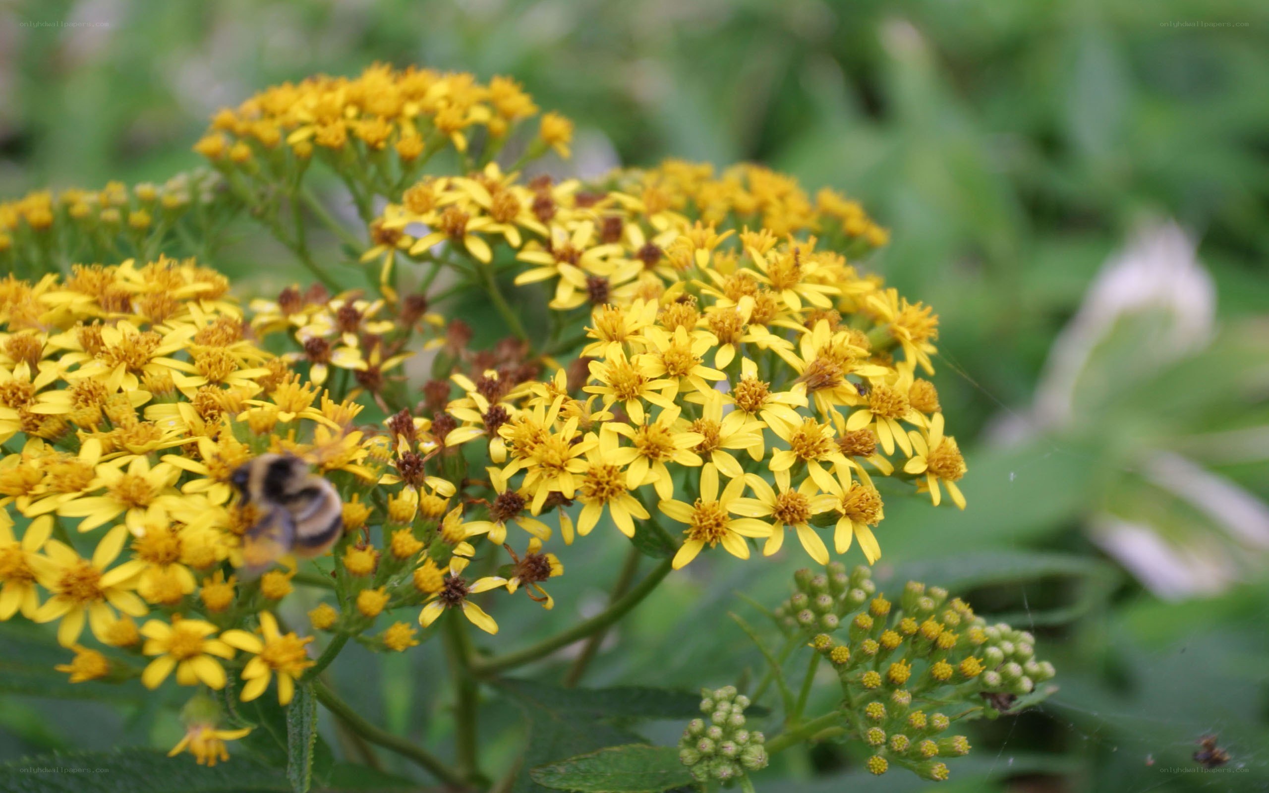 bee on yellow flowers