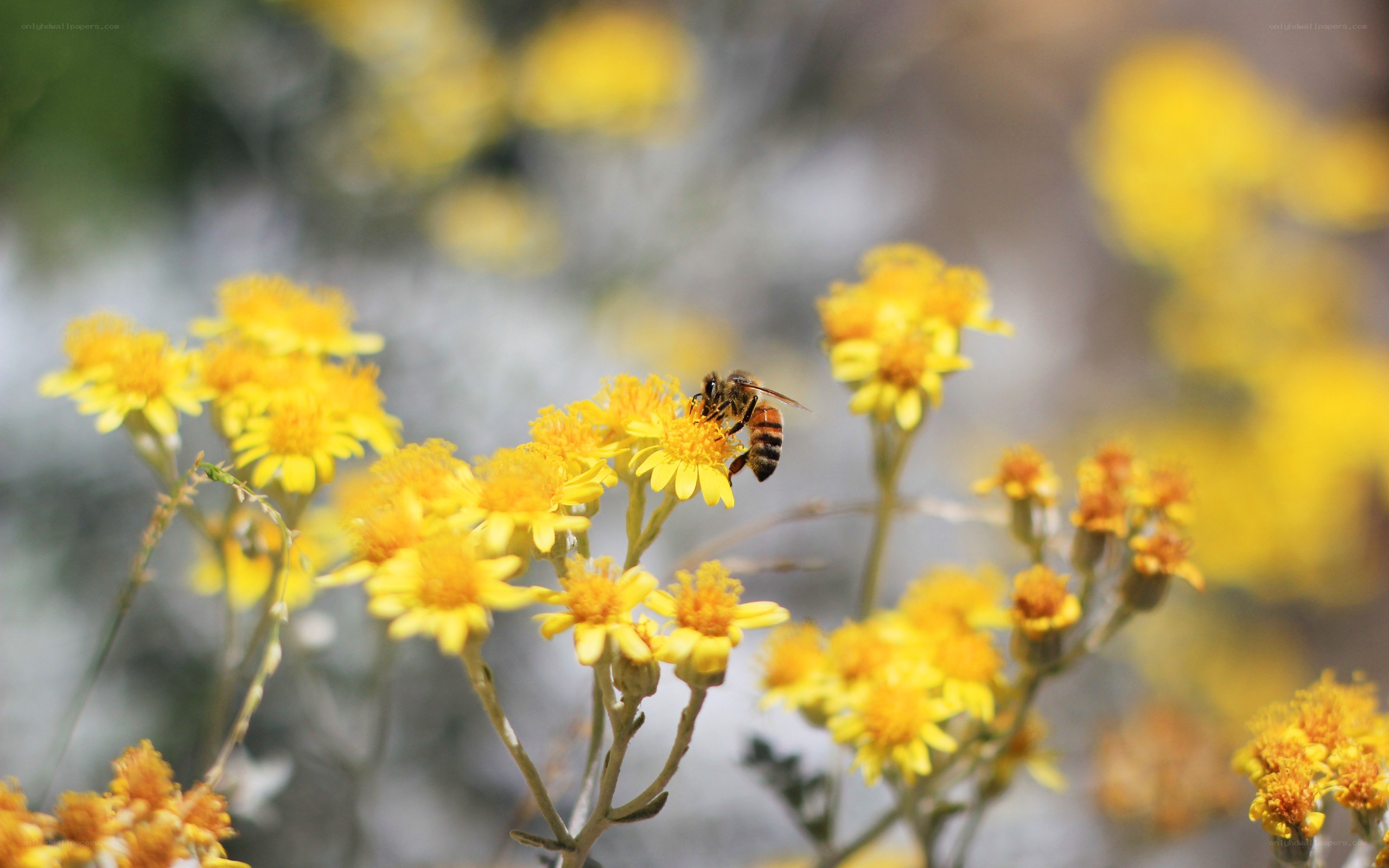 bee on yellow flowers