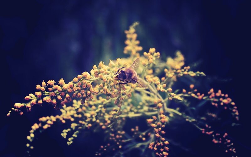 Bee on Yellow Flowers — Calm, Photograph