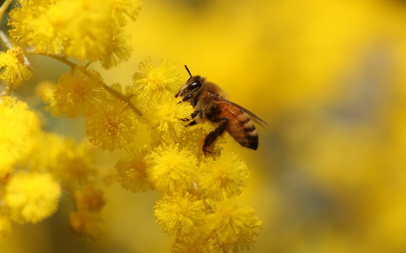 Bee on Yellow Flowers — Calm, Spring