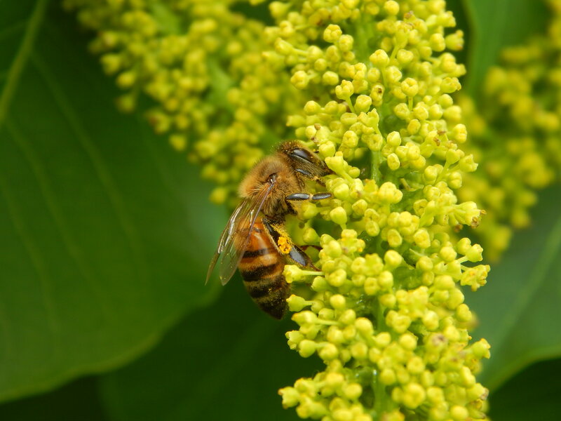 Bee on Yellow Flowers — Calm