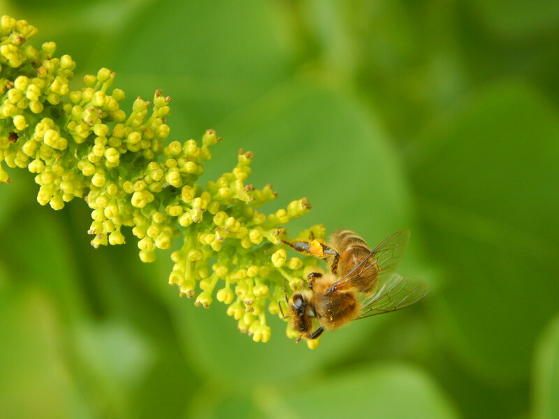 Bee on Yellow Flowers — Green