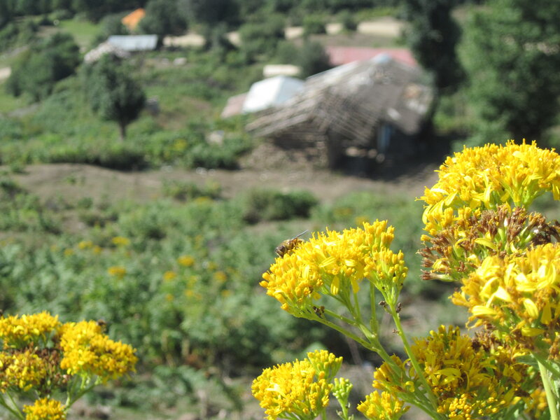 bee on yellow flowers in village