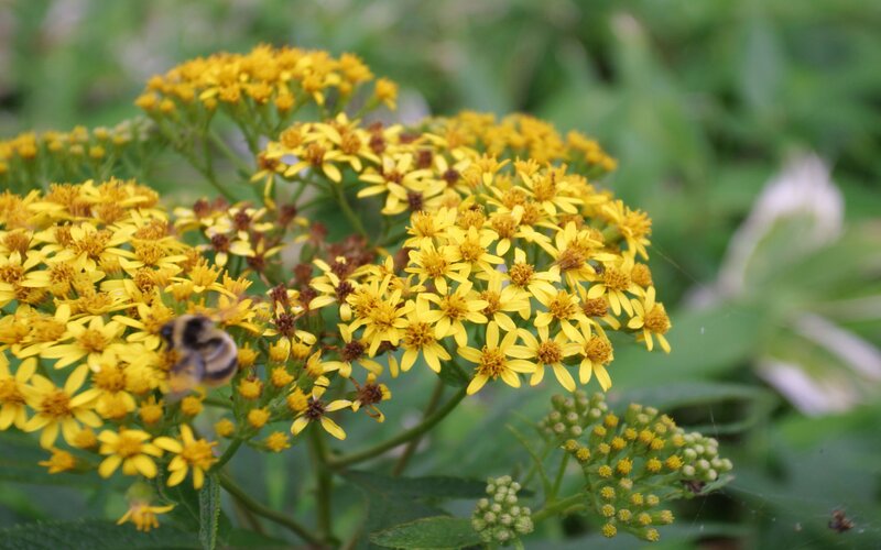 Bee on Yellow Flowers — Natural, Afternoon