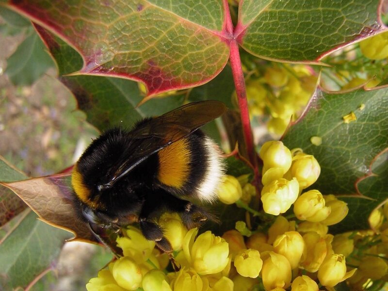 Bee on yellow flowers