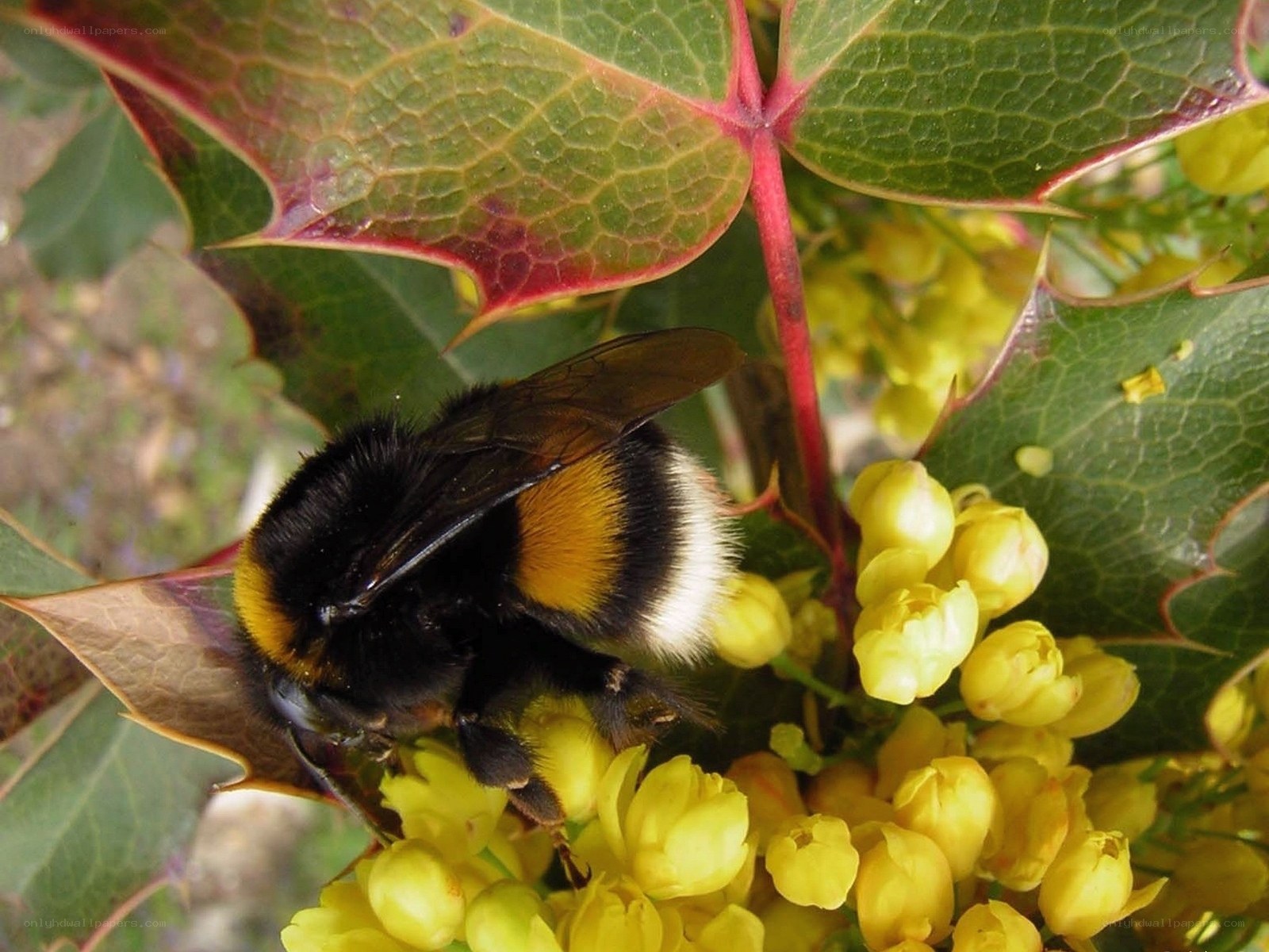 Bee on yellow flowers