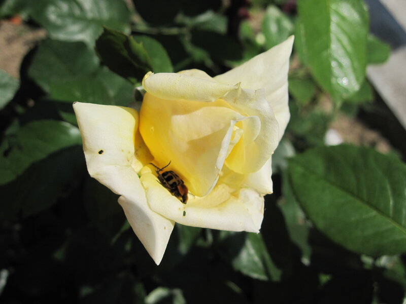 Bee on Yellow Rose — Calm